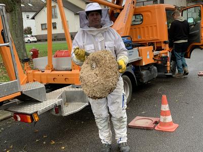 Nest der Asiatischen Hornisse entfernt